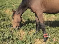 Yegua, Friesian sport horse — foto 4
