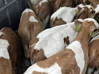 Taureau, Simmental cattle — photo 1