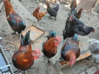 Marans — Foto 6