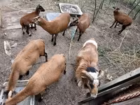 公羊, Cameroon sheep — 照片 5