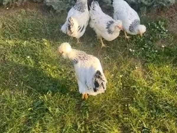 سَسِكس