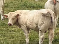 Taureau, Charolais cattle — photo 1
