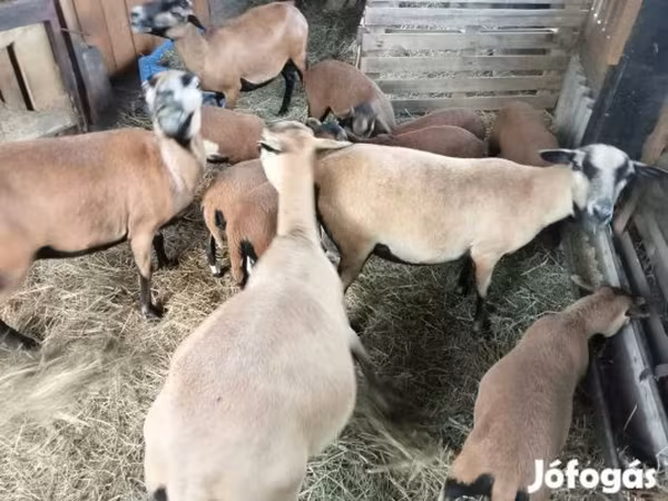 Schaf, Cameroon sheep