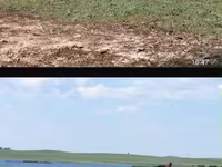 Кобыла, Породы лошадей — фото 1