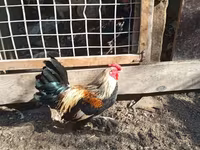 Bantam — Foto 2