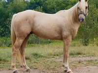 Cheval, Quarter Horse — photo 2