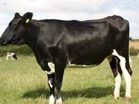 Krowa, Rasa jerseyjska — zdjęcie 7