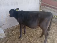 بقرة, Russian Black pied cattle — الصورة 5