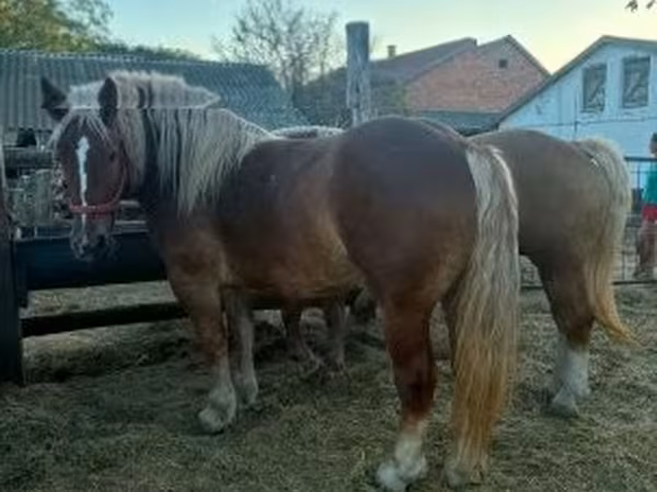 Mare, Hungarian horse breed