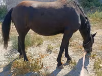 Jument, Skyros Pony — photo 3