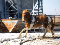 Cheval, Pinto horses — photo 2