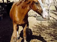 Horse (M), Russian Don — photo 1