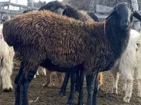 母羊, Edilbay sheep — 照片 2