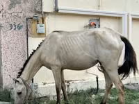 Stute, Azerbaijan horse — Foto 5