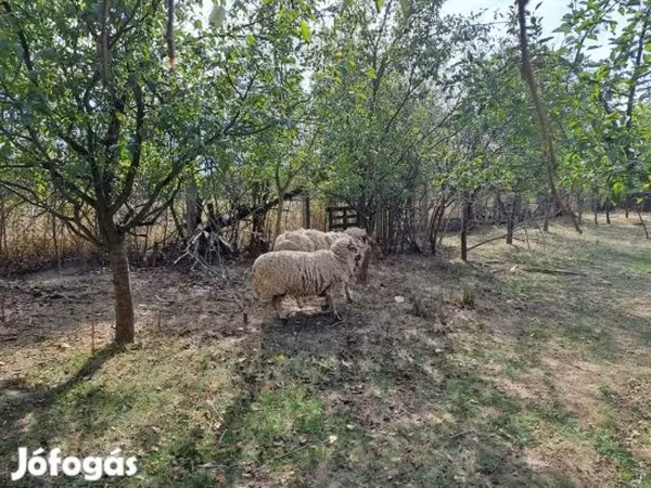 Widder, Tsigai sheep