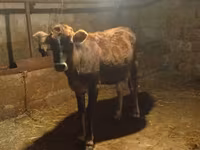 Vache, Zébu azerbaïdjanais — photo 6