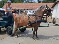 Yegua, Berber horse — foto 1