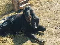 تيس, Kamori goats — الصورة 5