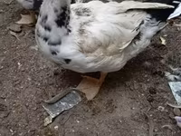 domácí kachna pižmová — foto 1