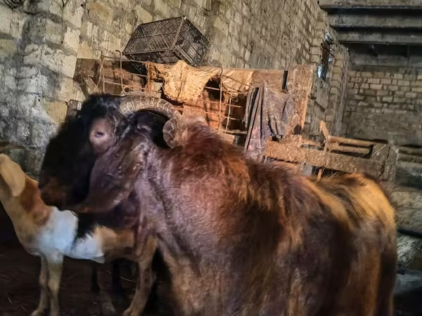 Boucs, Kamori goats