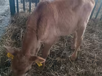 Cow, Cattle — photo 1
