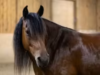 فرس, Friesian — الصورة 2