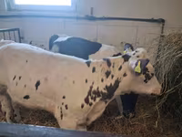雌牛, Russian Black pied cattle — 写真 7