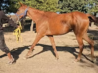 Yegua, Arabian horse — foto 3