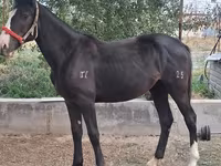Stute, Kyrgyz Horse — Foto 3