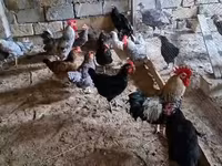 Chickens — photo 8