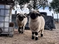 Owca, Valais Blacknose sheep — zdjęcie 1