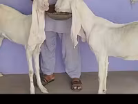 Cabra, Gulabi goats — foto 4