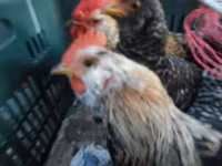 Japanisches Bantam — Foto 5