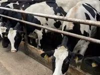 Krowa, Rasa jerseyjska — zdjęcie 1