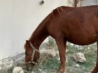 Horse (M), Karabakh horse — photo 4