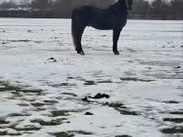 Cheval, Lipizzaner