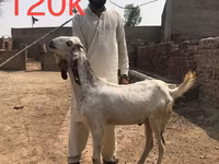 Chèvres (lot, sexe non indiqué), Najdi goat — photo 4