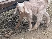 बकरा, Damask goat — फ़ोटो 2