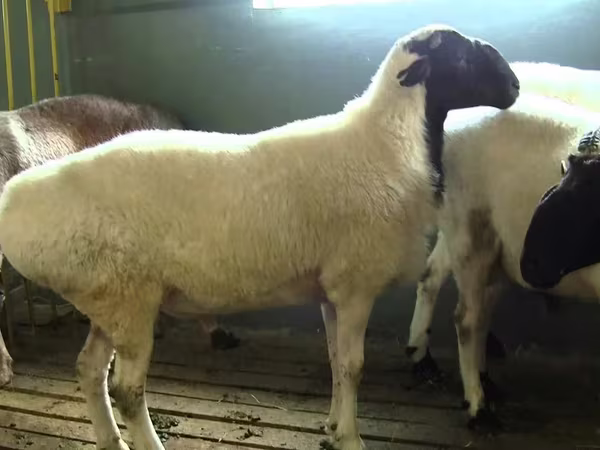 Widder, Suffolk sheep