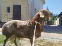 Bélier, Rhon sheep — photo 2