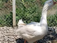 Geese — फ़ोटो 6