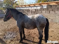 Kůň, Appaloosa — foto 2
