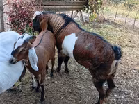 Kozioł, Nubian Goat — zdjęcie 4