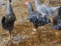 Slovinská proužkovaná slepice — foto 4