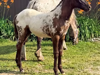 Stute, Appaloosa — Foto 1