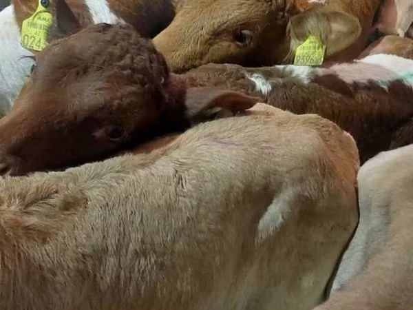 Taureau, Bovins