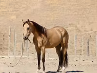 Horse (M), Quarter Horse — photo 5