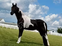 公马, Tennessee Walking Horse — 照片 5