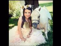 فرس, Miniature horse — الصورة 1