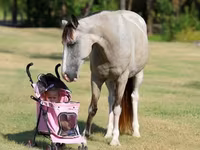 Stute, Skyros Pony — Foto 5